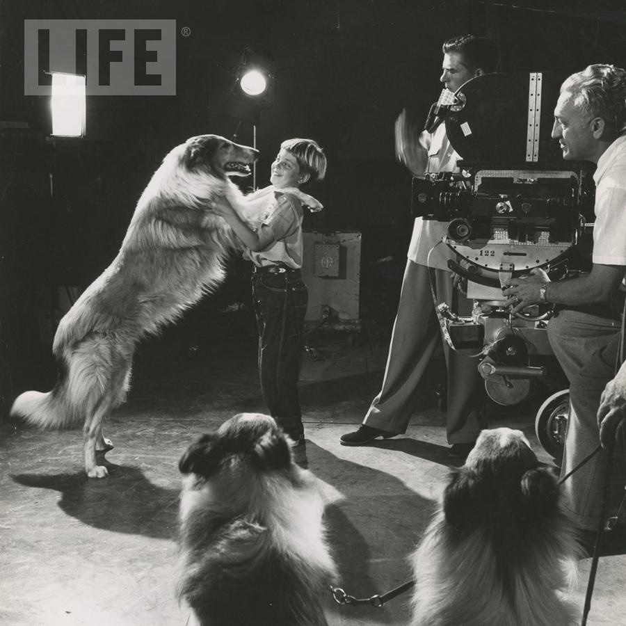 - Lassie by George Silk (1916 - 2004)
