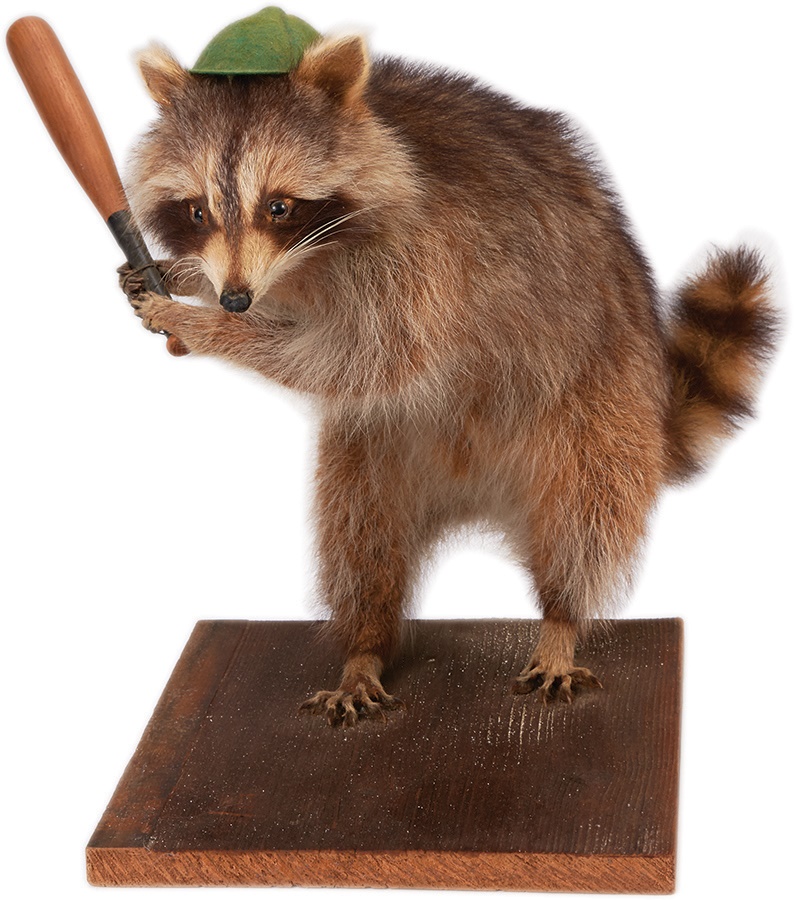 Sports Fine Art - The World's Most Famous Baseball Raccoon-As Featured in Forbes