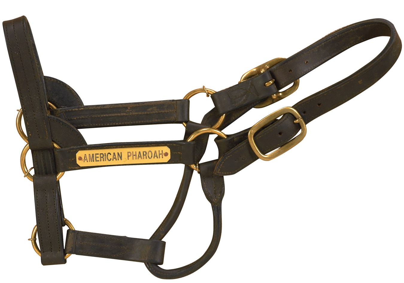 - American Pharoah Halter with Ashford Stud Letter of Authenticity