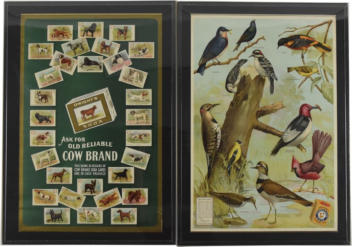 Non Sports Cards - Early 1900's Church & Dwight "Birds of America" Posters & Premiums (15)