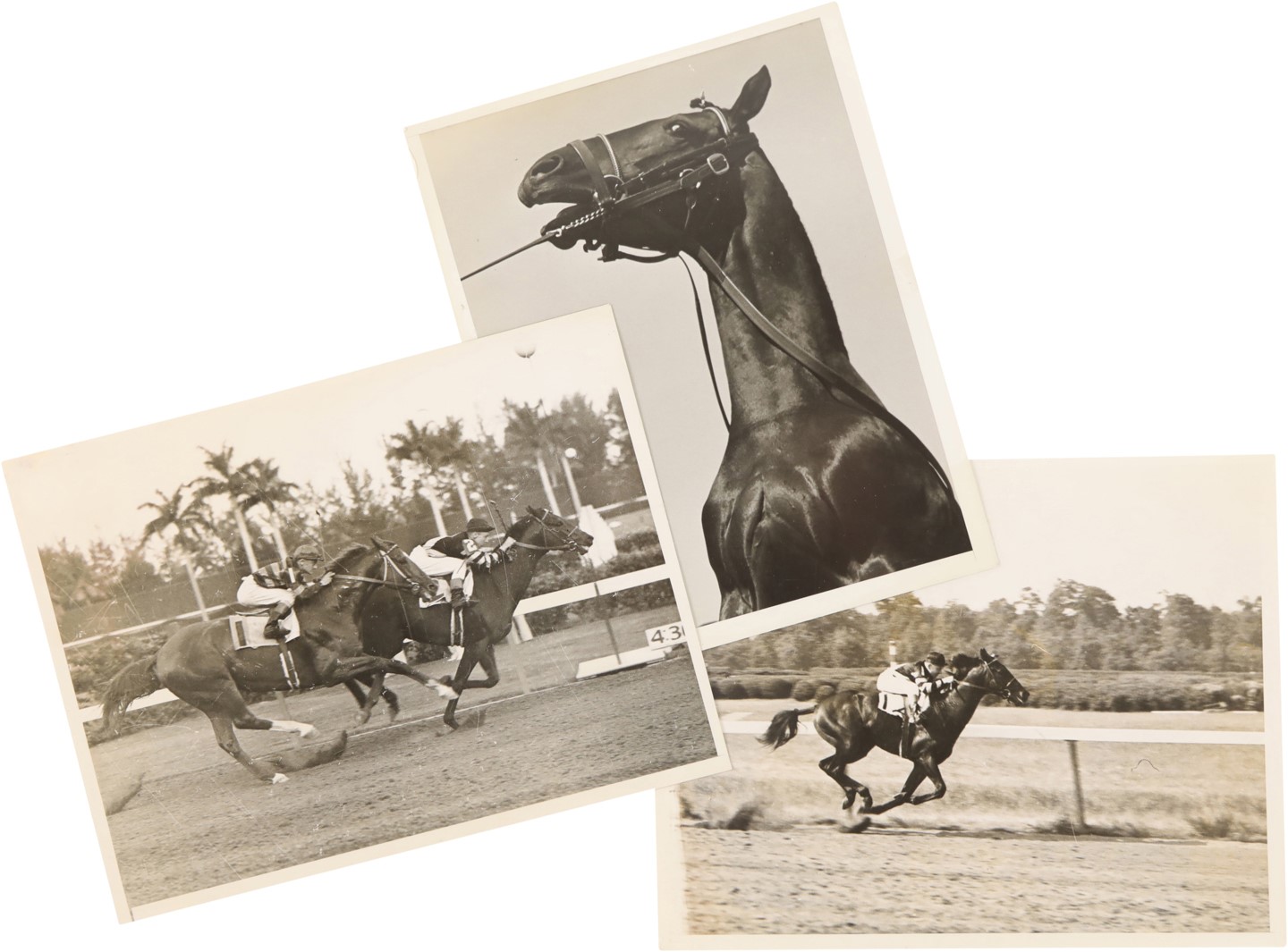 Horse Racing - War Admiral Press Photo Collection (26)