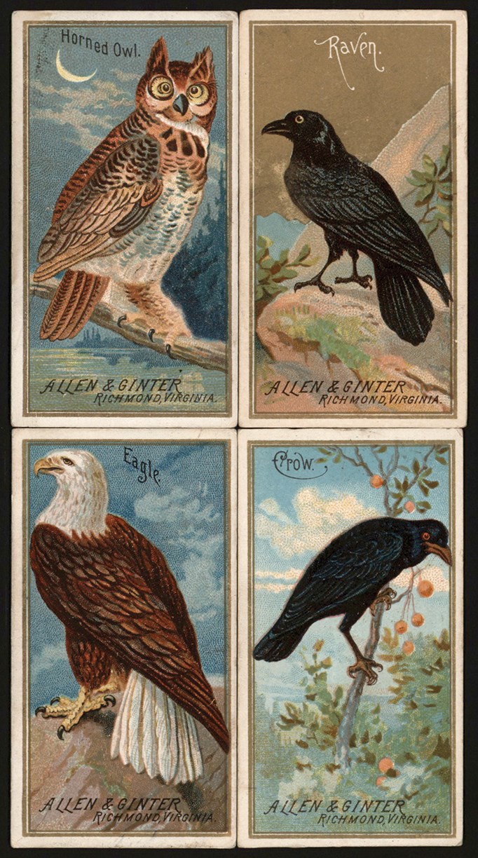 - 1888 N4 Birds Of America Near-Complete Set (49/50)