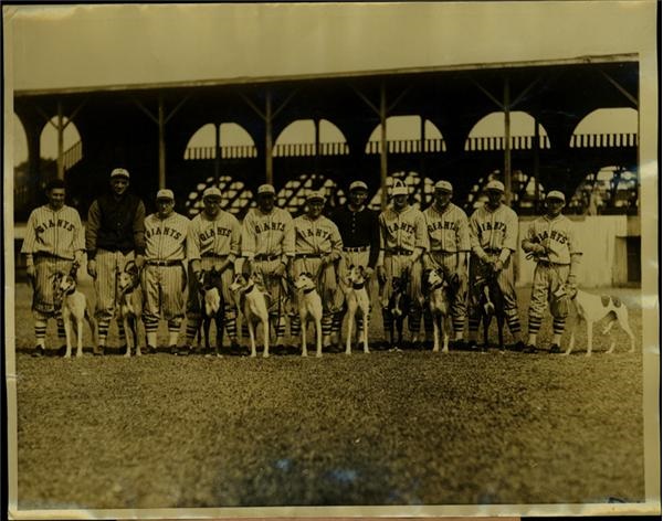 Baseball Photographs - 1926 Vintage 8" X 10" of New York Giants with Greyhounds