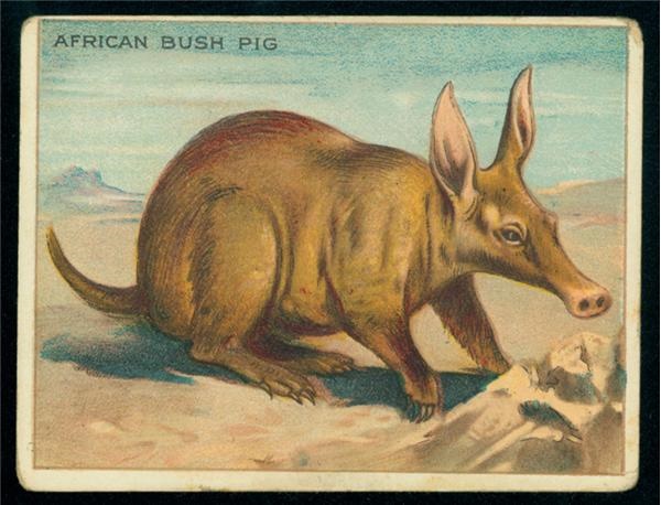 Rare Circa 1900 Northeast African Bush-Pig Tobacco Card