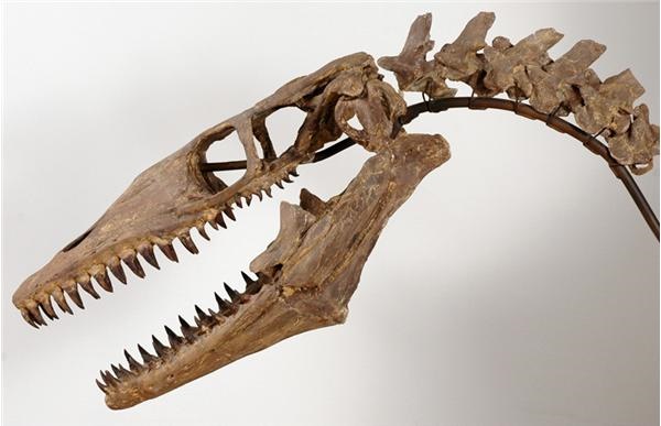 The Charlie Sheen Collection - One Of A Kind Dinosaur Skull From The Sheen Collection
