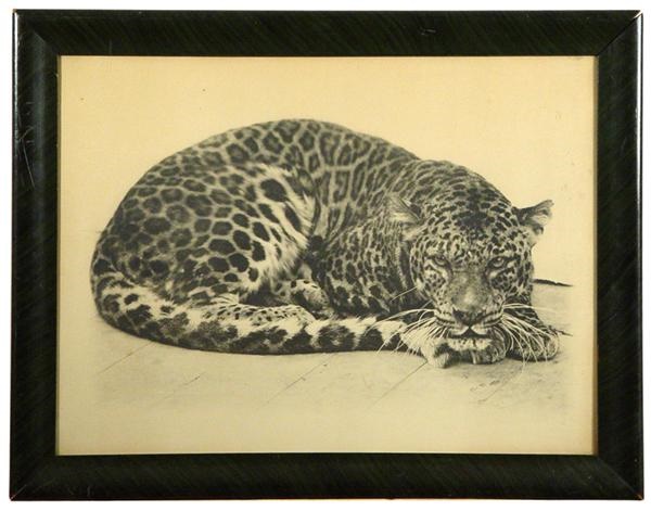 Exotica - Early Barnum & Bailey Leopard Photograph