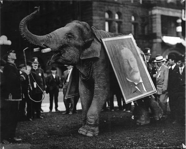 Political - TAFT ELEPHANT
The Campaign, 1908