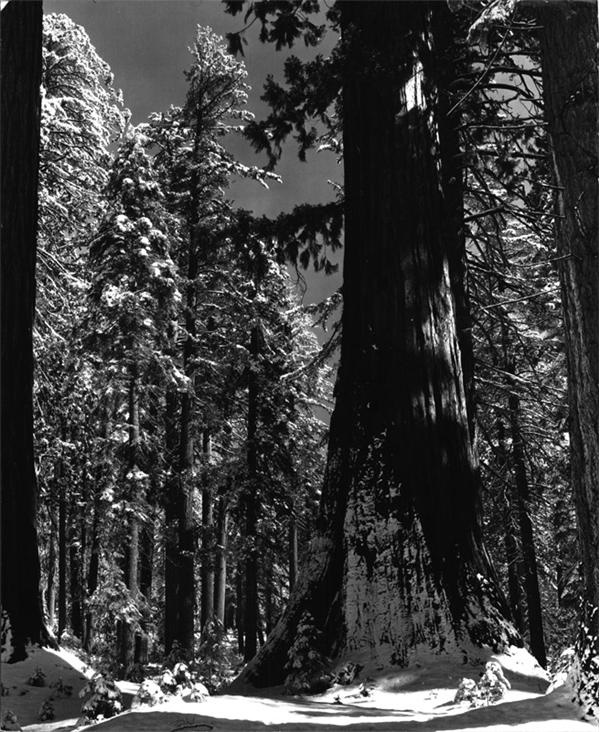 Ansel Adams - ANSEL ADAMS (1902-1984)<br>Yosemite Redwoods,