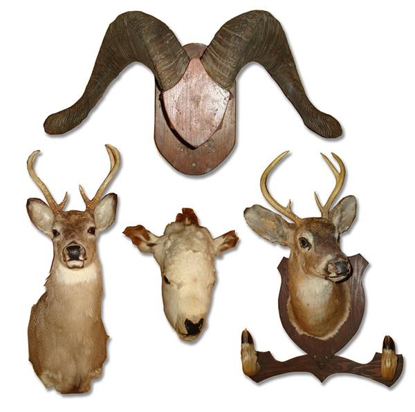 - Four Mounted Animal Heads