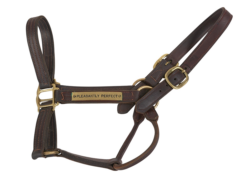 - Pleasantly Perfect Stallion Halter