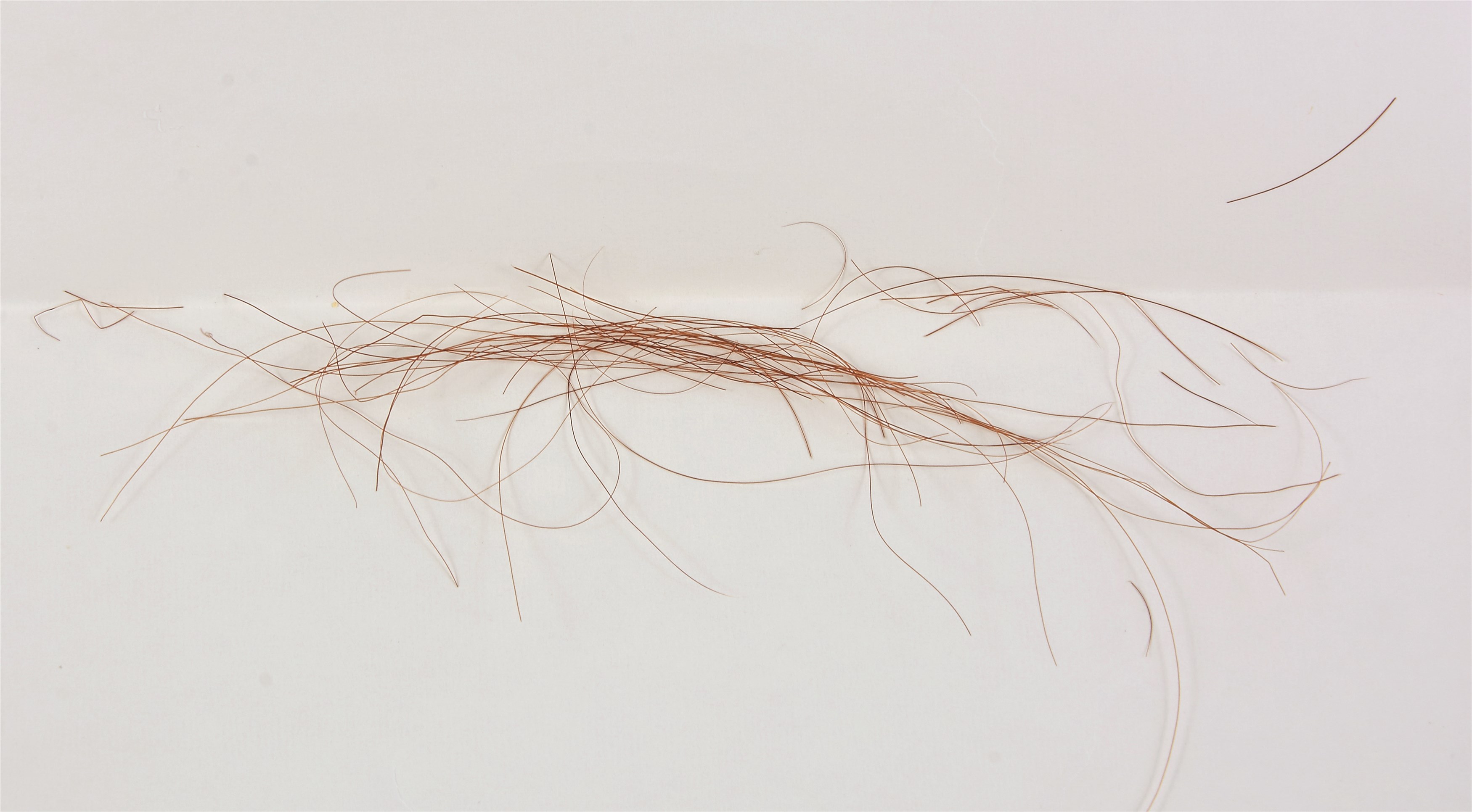 Horse Racing - 1973 Secretariat Mane Hair from Last Race & Triple Crown Year - Direct Provenance (ex-NRA Hall of Fame)