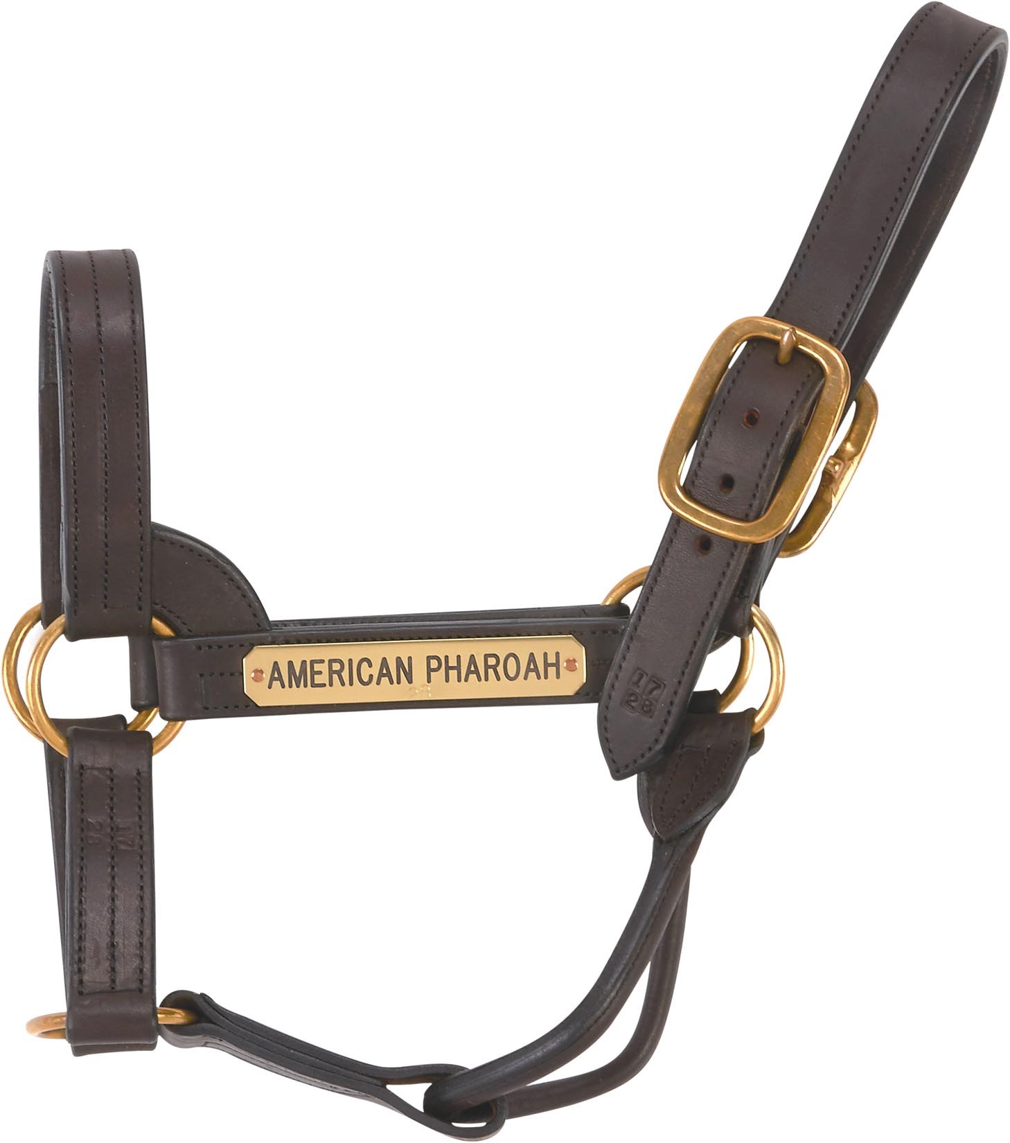 American Pharoah Worn Halter at Ashford Stud (Ashford Stud LOA)