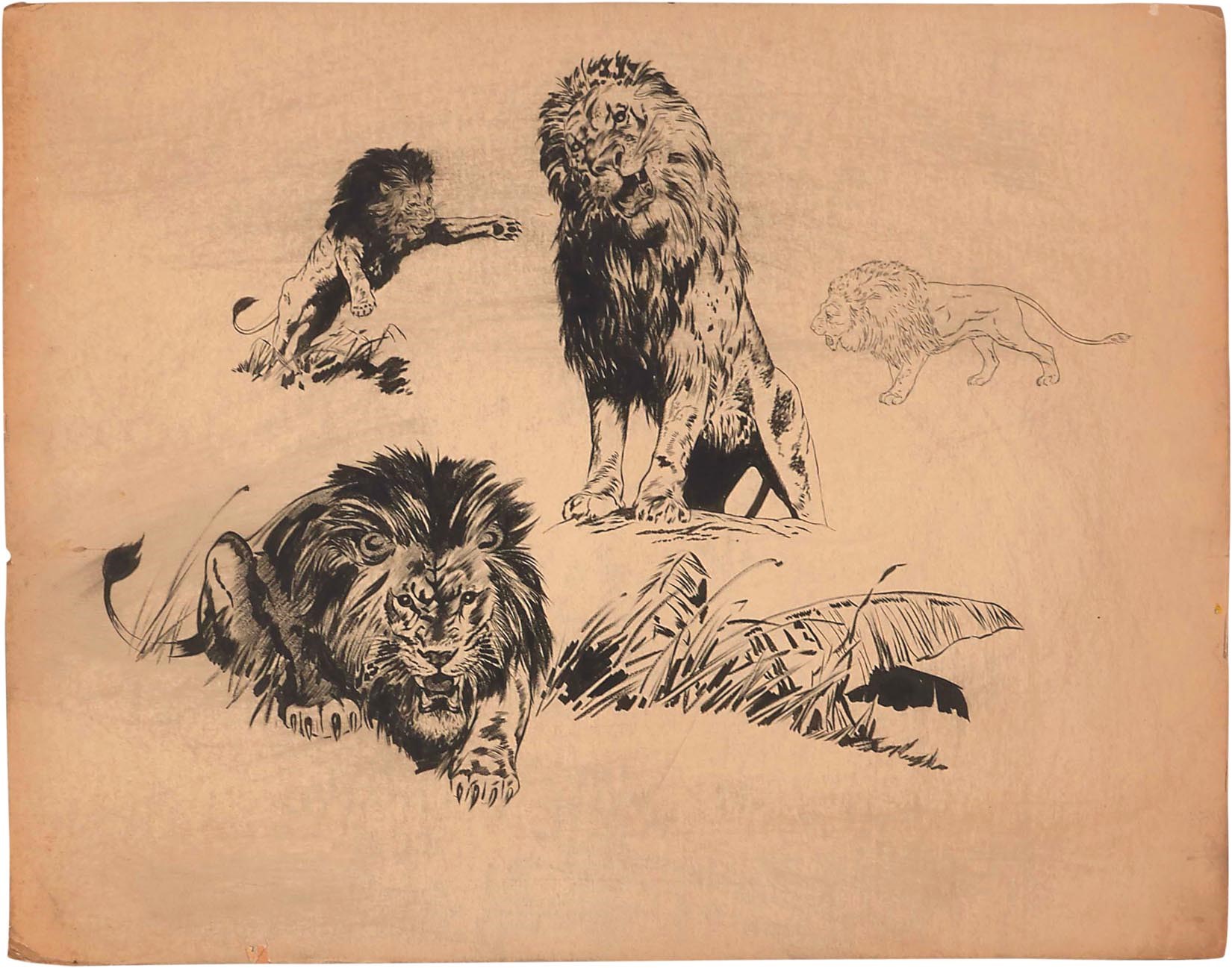 Early 1930s Tarzan "Lion" Character Study Guide by Hal Foster