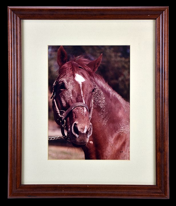 Best of the Best - Framed Head Shot of Secretariat Hung in Penny Chenery's Home